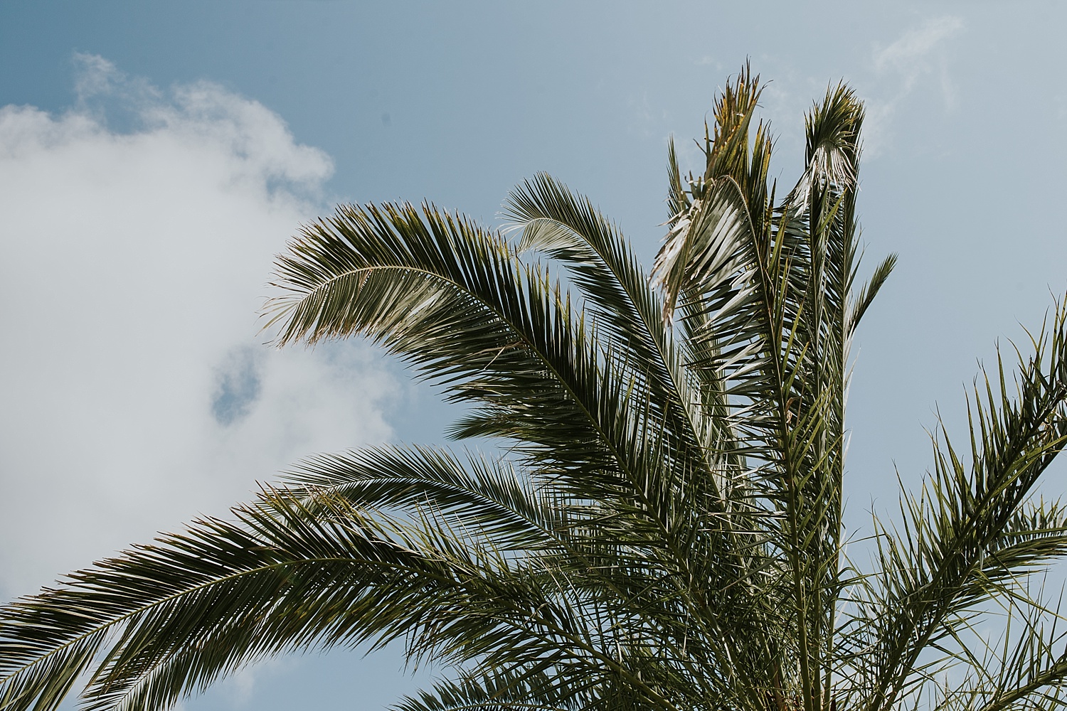 Intimate Backyard Wedding, Ft Myers, Intimate Backyard Wedding, Ft. Myers Wedding Photos, Ft Myers Wedding Photographers, Ashley Izquierdo, Tampa Wedding Photographers, Tampa Wedding Photographer, Intimate Backyard Wedding Photos, The Vine Fort Myers, Backyard wedding photos, Backyard wedding ideas