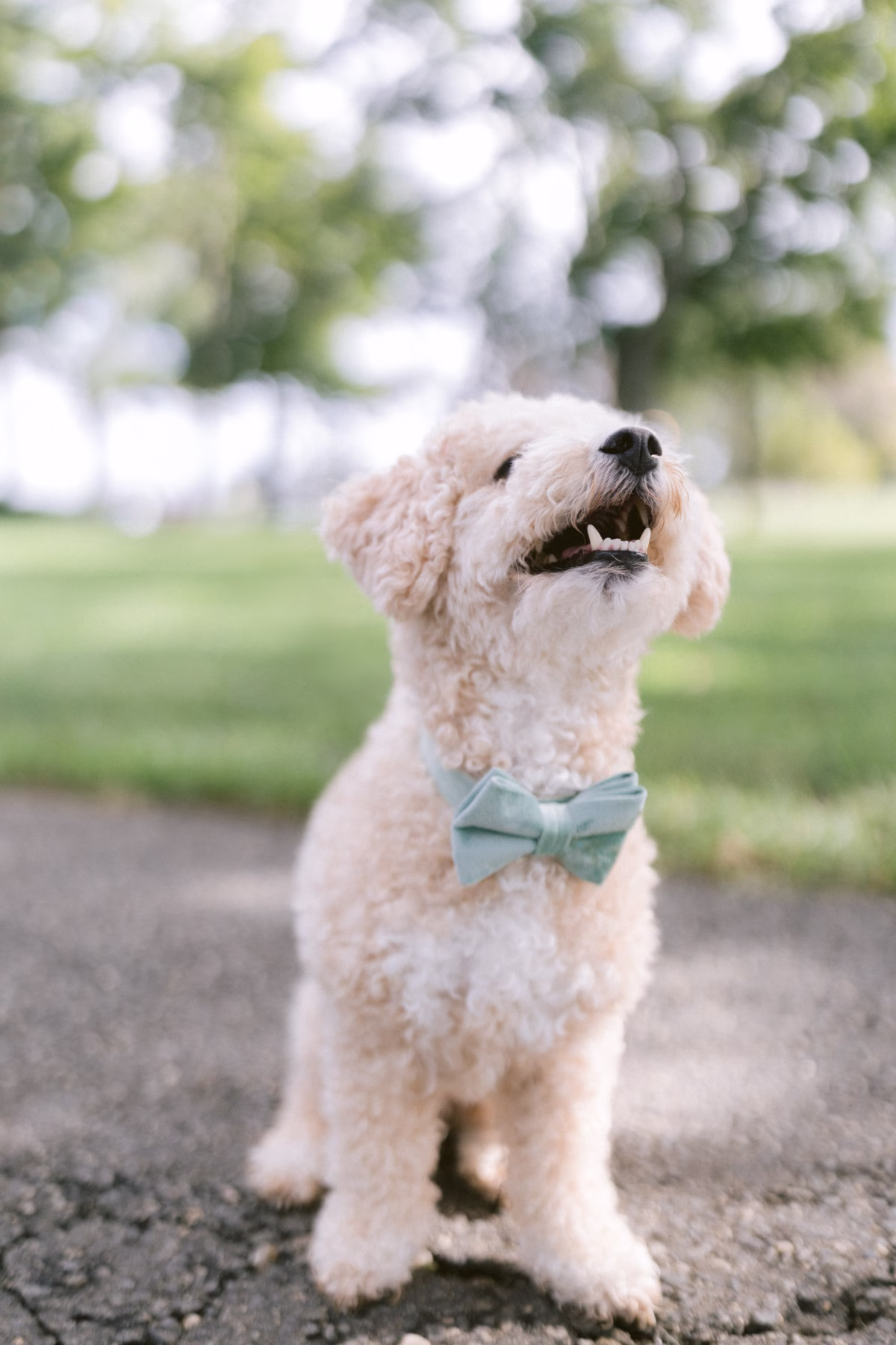 wedding dog bow tie johnsons locust hall farm wedding - A Farm Wedding at Johnson's Locust Hall, New Jersey Adorable wedding dog wearing sage green bow tie at Johnson's Locust Hall farm wedding in New Jersey photographed by Ashley Izquierdo Photography
